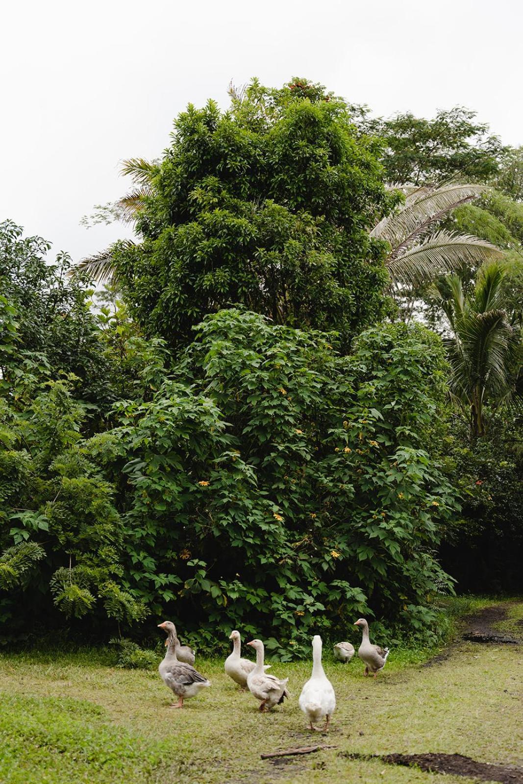 Villa Hawaiian Sanctuary Eco Retreat Center Pahoa Esterno foto